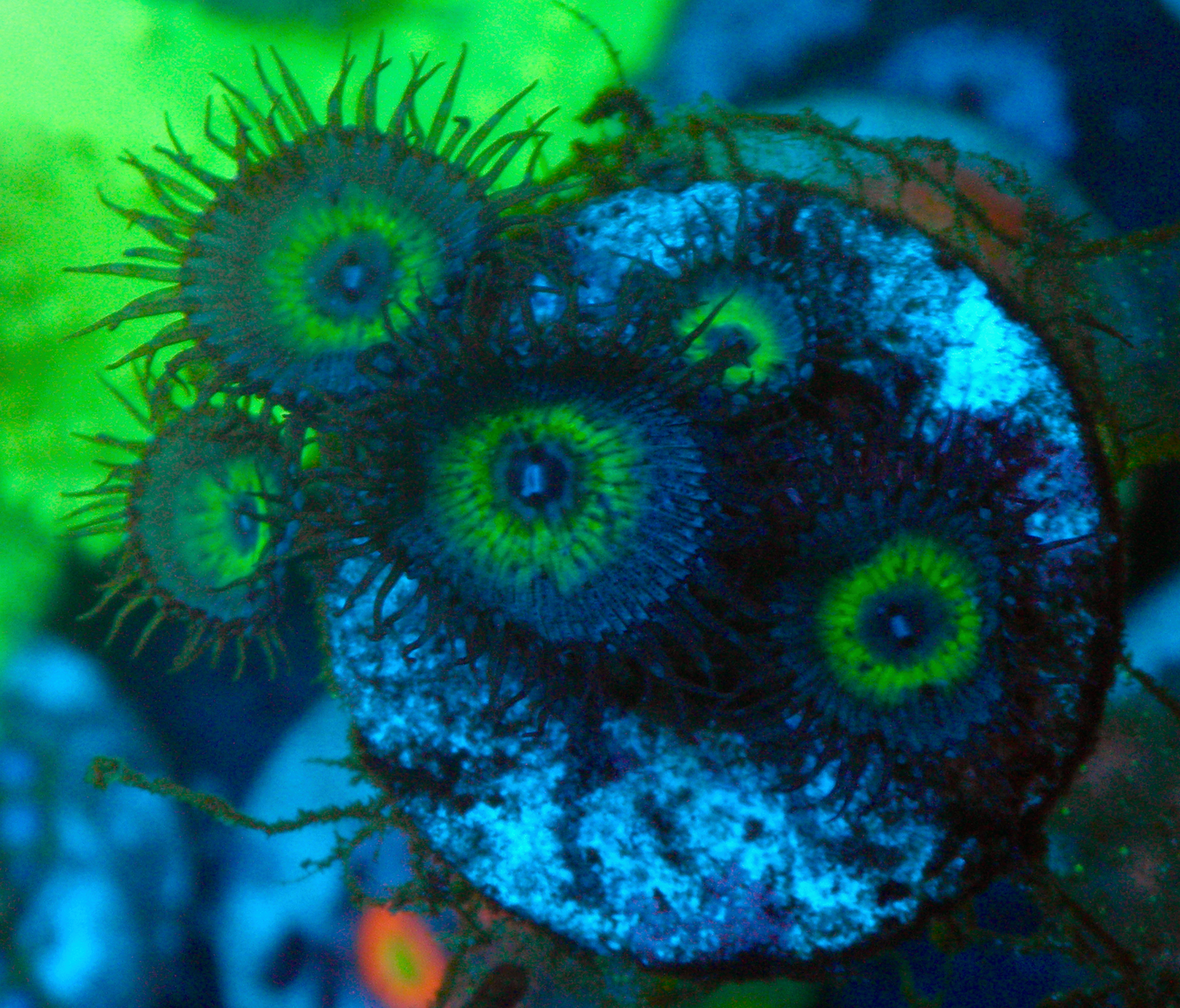 Mindblowing Palythoa Zoanthids Coral Reef 2