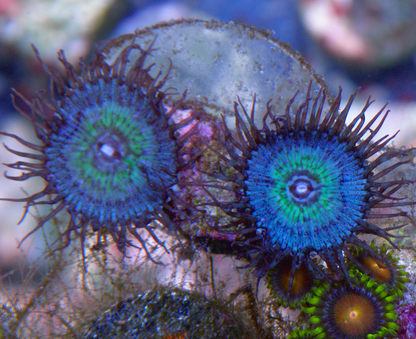 Mindblowing Palythoa Zoanthids Coral Reef
