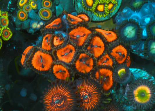 Bloodsucker Pink Red Zoanthids Coral Reef Aquarium - Reef Gardener