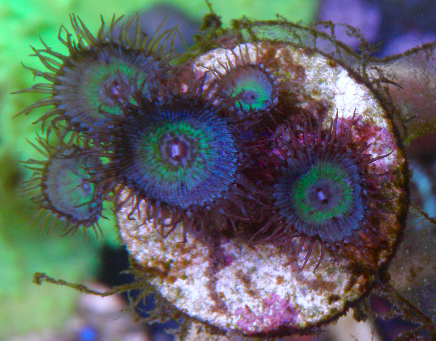 Mindblowing Palythoa Zoanthids Coral Reef 2