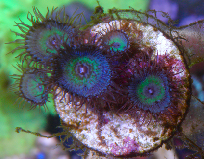 Mindblowing Palythoa Zoanthids Coral Reef 2