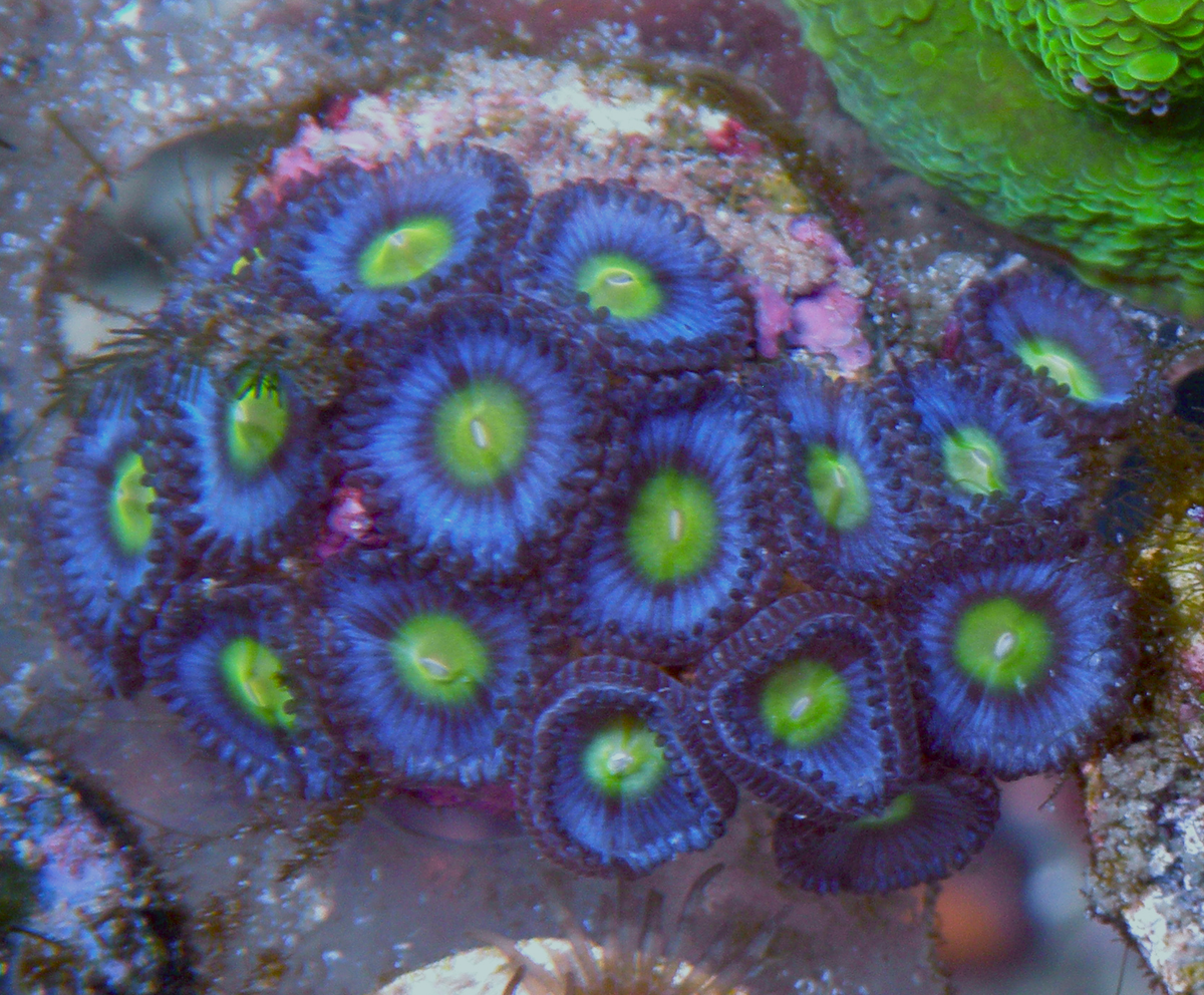True Blue AOI Zoanthids Coral Reef Aquarium 2