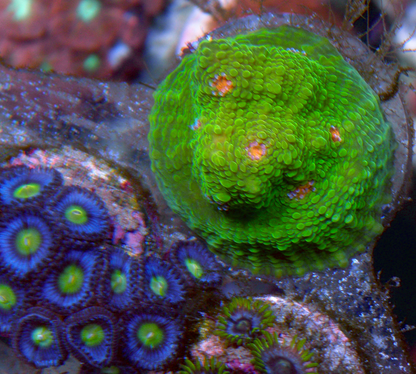 3G Mummy Eye Chalice Coral Reef Aquarium