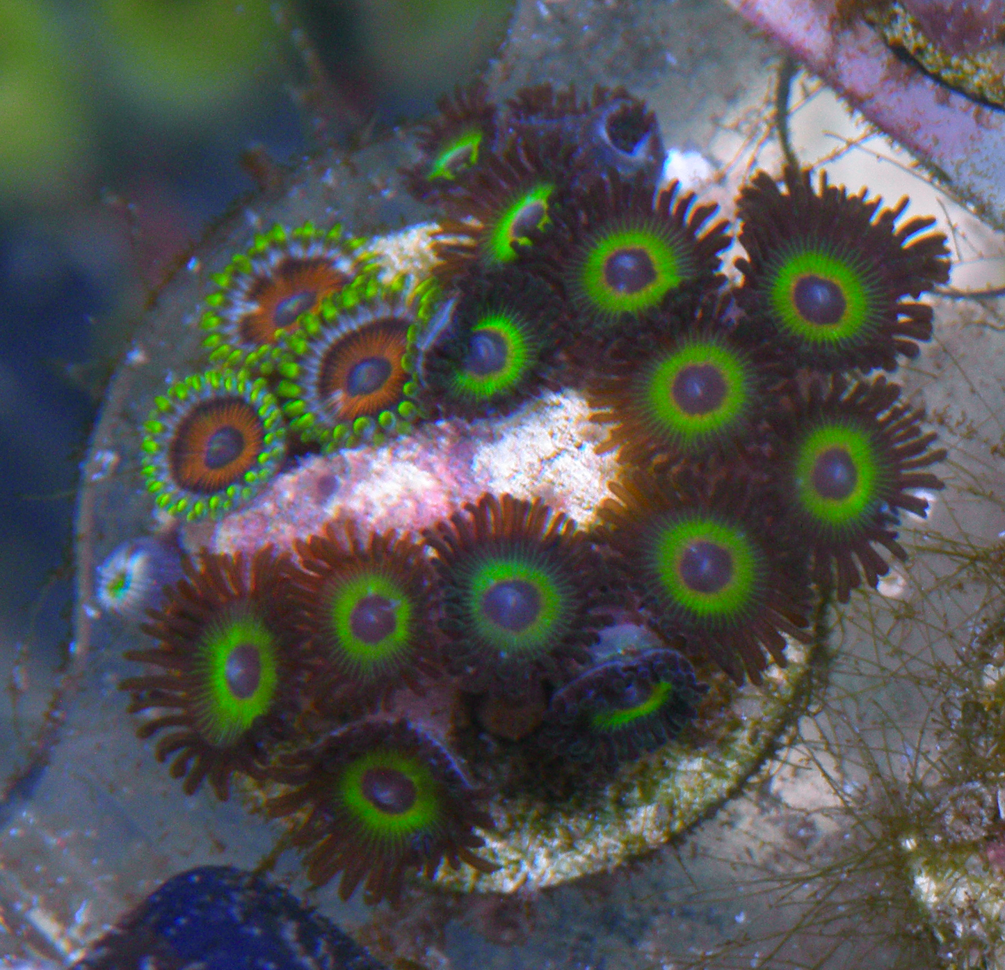 Bob Marley Reverse Rasta Watermelon Zoanthids Zoas 2