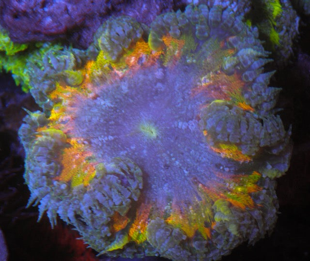 Rainbow Rim Flower Rock Anemone Saltwater Coral Reef Aquarium