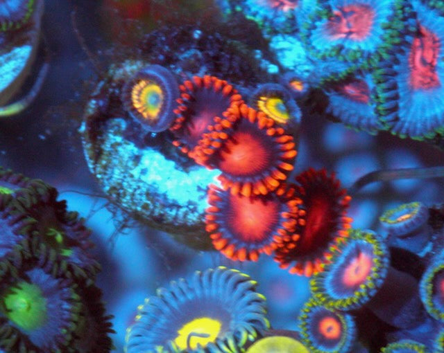 Citrus Cooler and Bambam Zoanthids