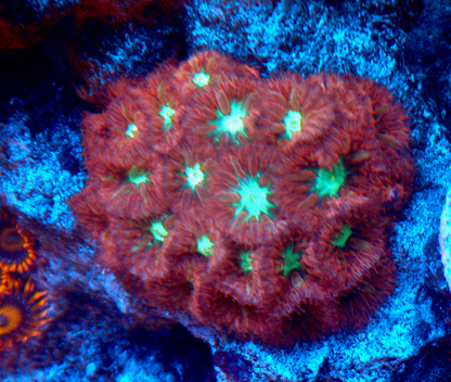 Ruby Mint Blastomussa merletti LPS Coral