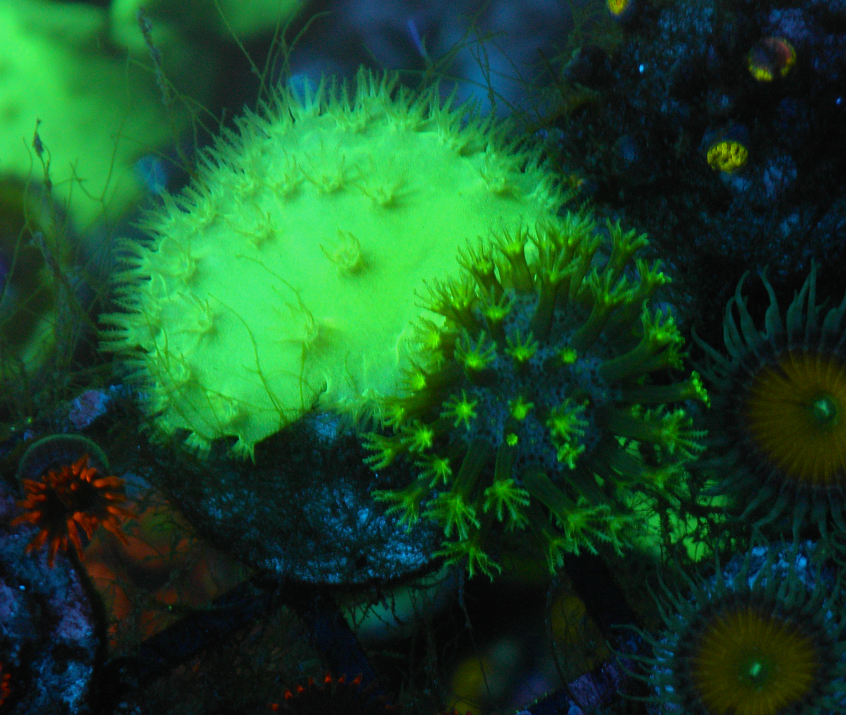 Radioactive Green Cabbage Leather Coral Reef Aquarium