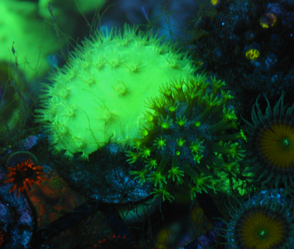 Radioactive Green Cabbage Leather Coral Reef Aquarium