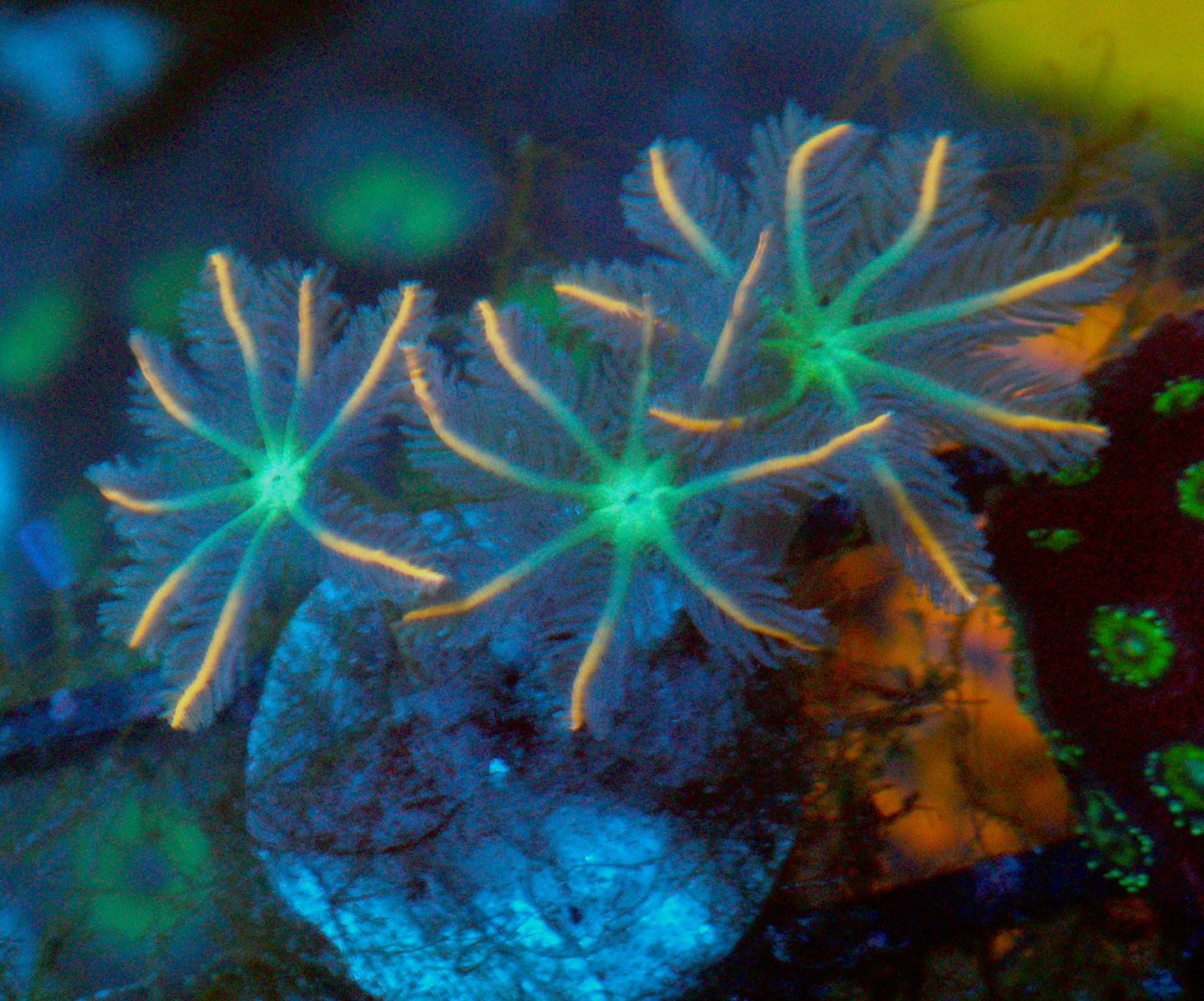 Big Orange Firework Clove Polyps Zoanthids