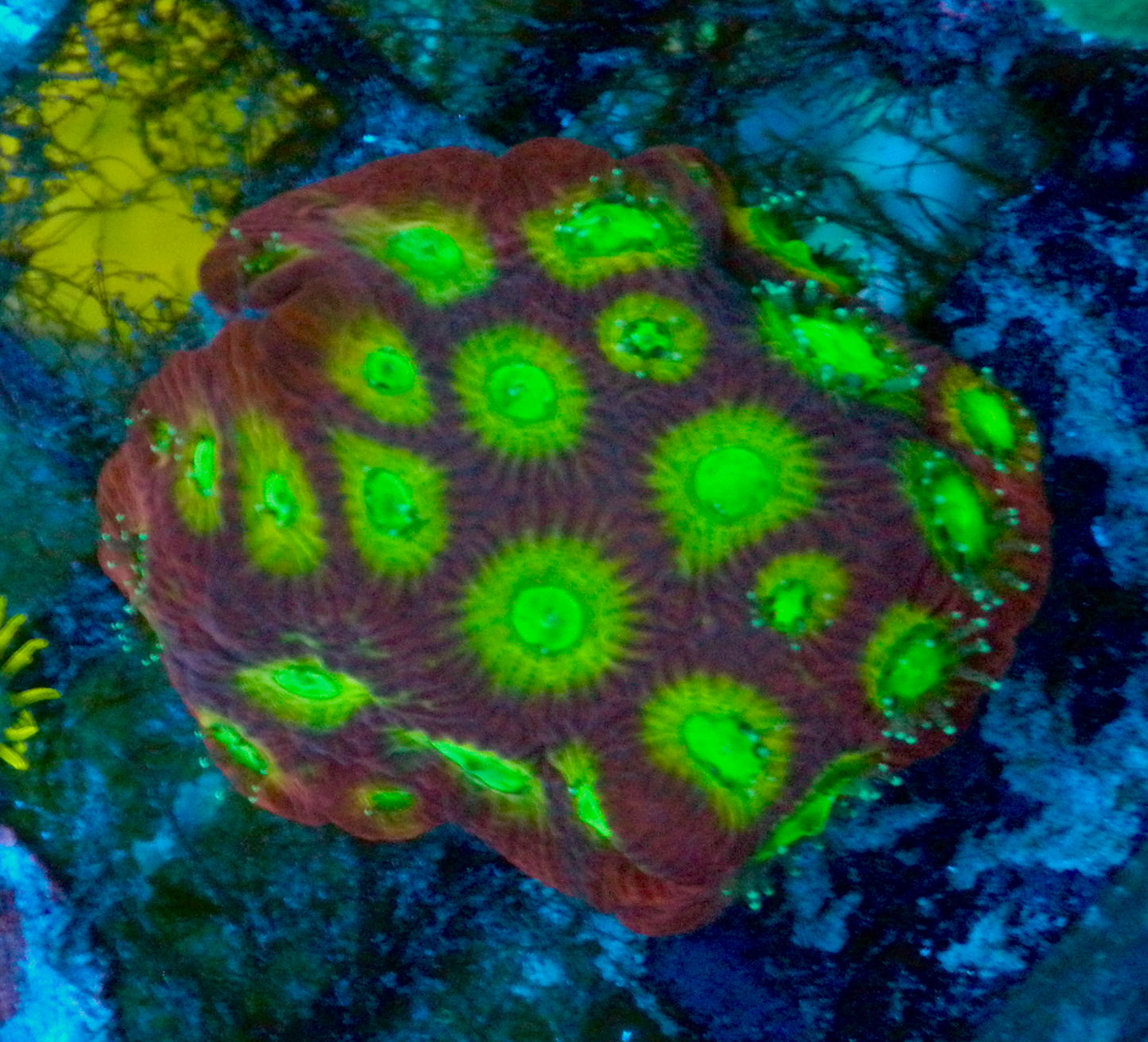 Spicy Lemon Favia Reef Aquarium LPS Coral