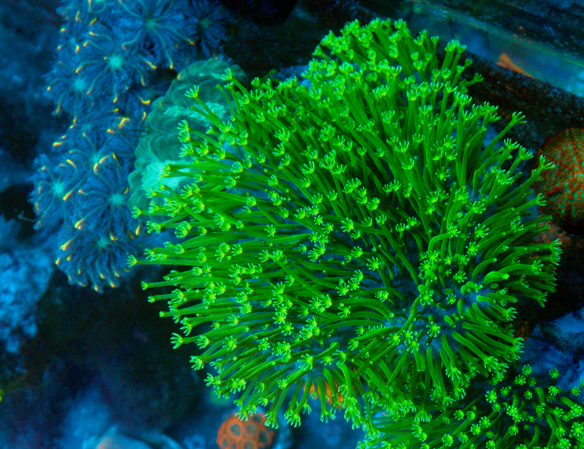 Aussie Green Polyp Crown Leather Coral Reef Aquarium