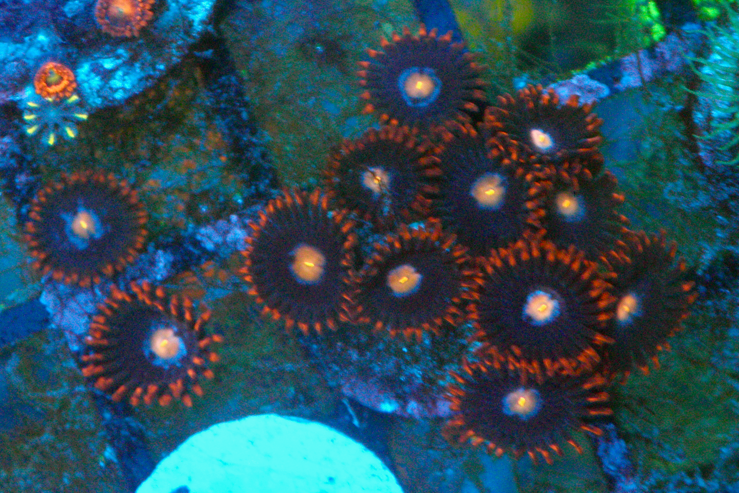 My Clementine Orange Zoanthids Coral Reef