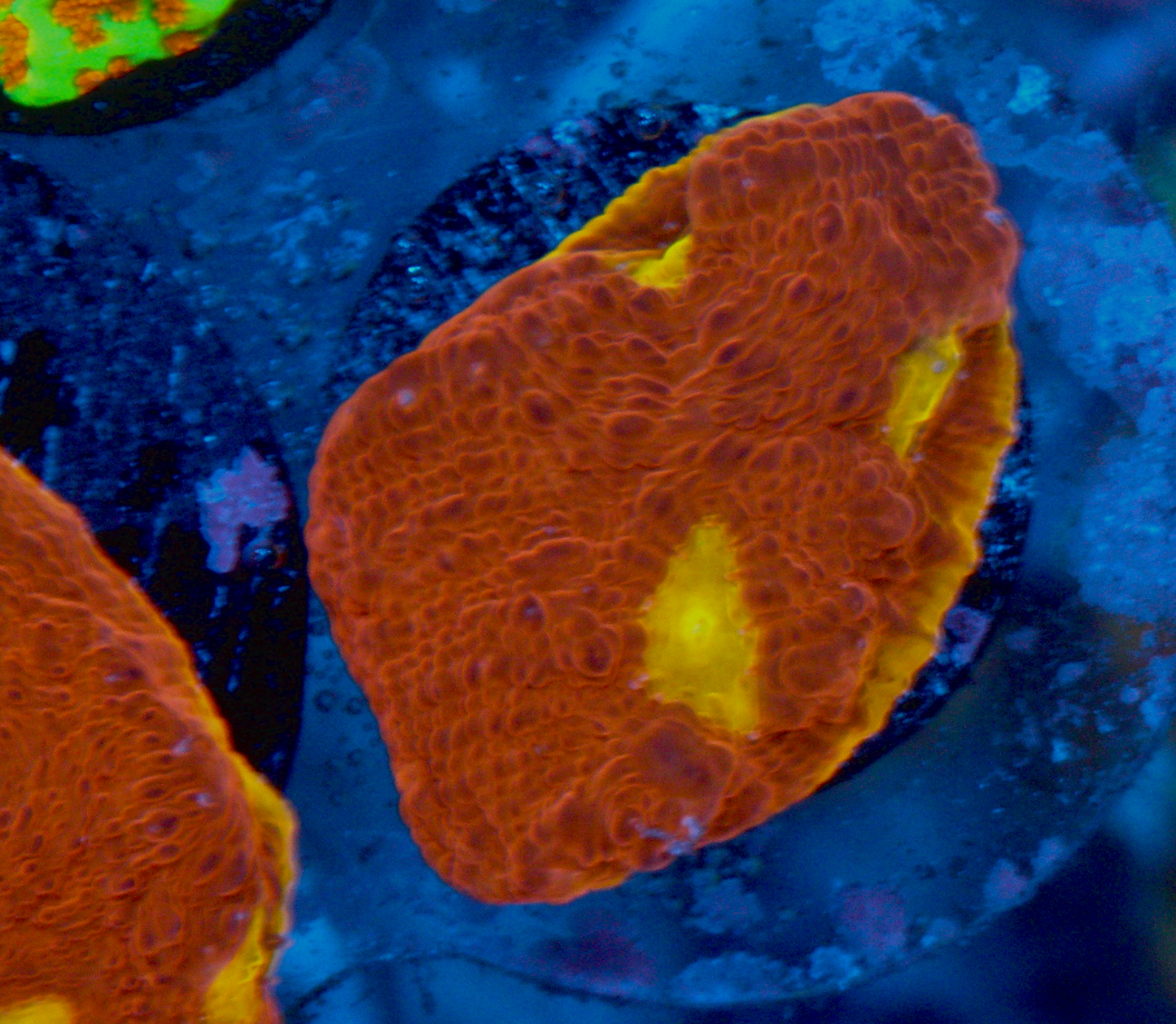 CB Flaming Bugatti Chalice LPS Coral Reef LPS 2