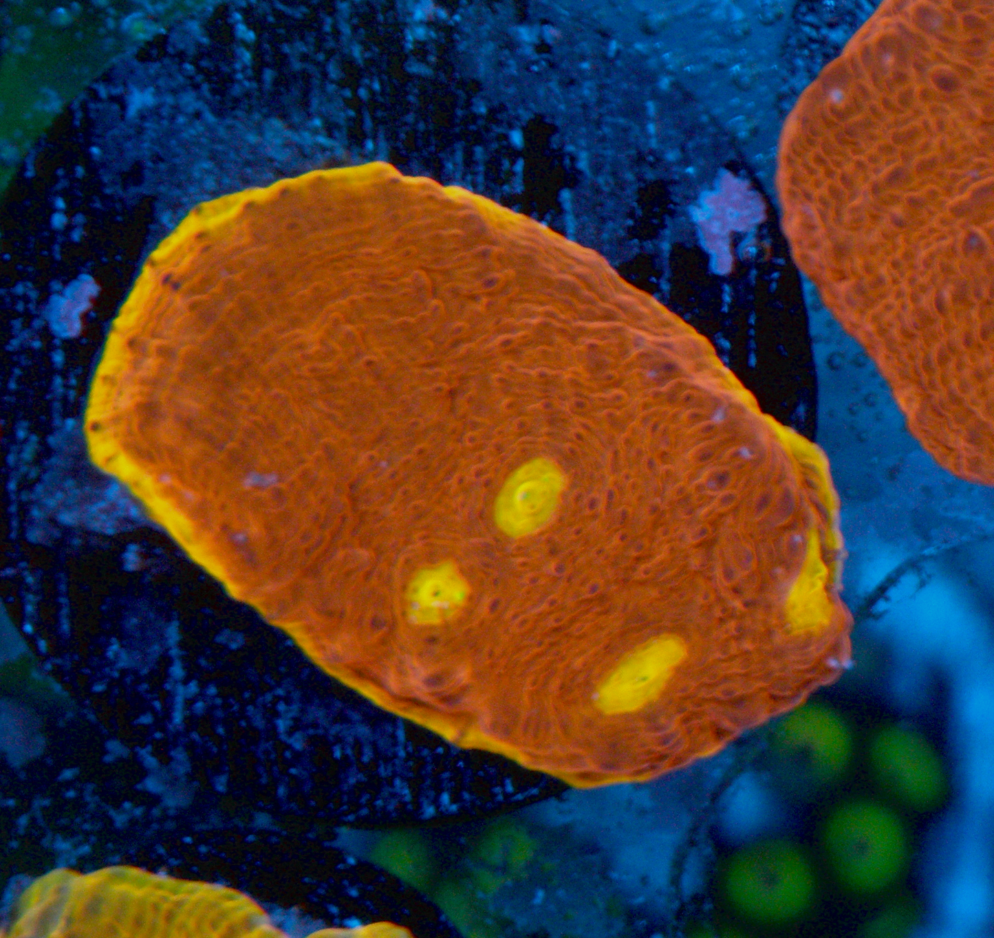 CB Flaming Bugatti Chalice LPS Coral Reef LPS