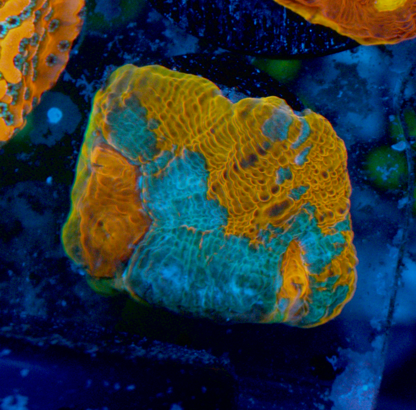 Goku Rainbow Orange Chalice LPS Coral Reef Aquarium
