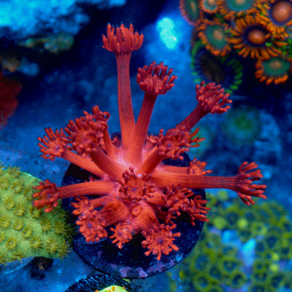 Cherry Blast Red Goniopora Coral LPS Reef Tank