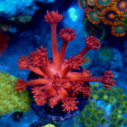 Cherry Blast Red Goniopora Coral LPS Reef Tank