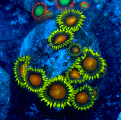 Fiji Gold Yellow Brick Road Zoanthids Coral Reef Aquarium