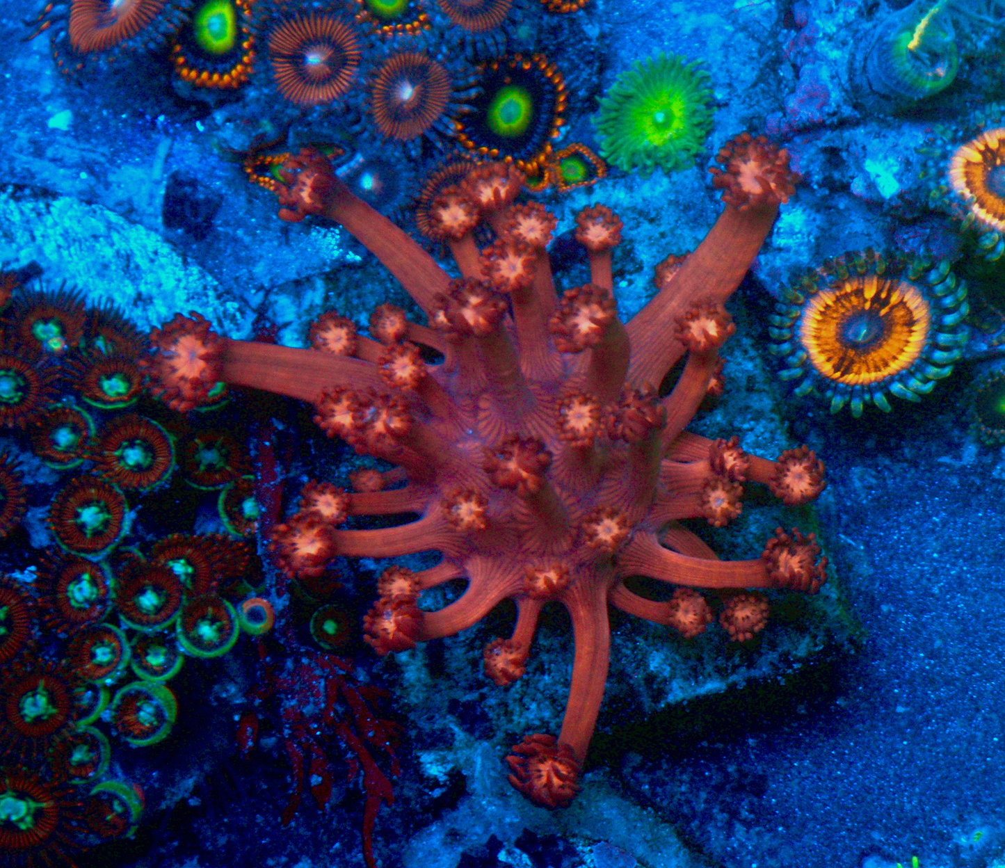 Cherry Red Goniopora Coral LPS Reef Tank Large