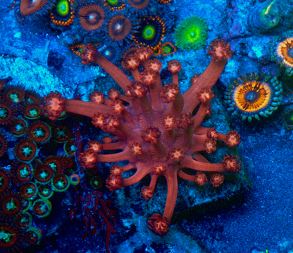 Cherry Red Goniopora Coral LPS Reef Tank Large