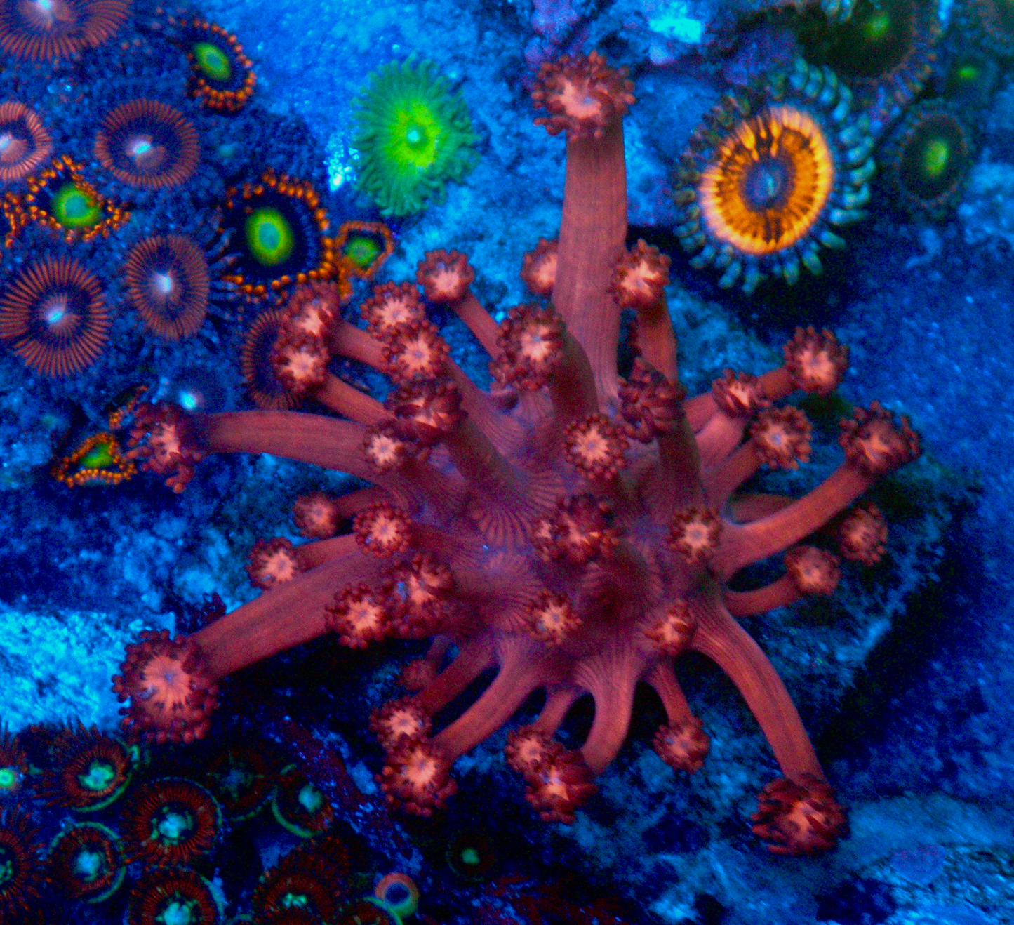 Cherry Red Goniopora Coral LPS Reef Tank Large