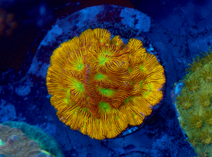 Orange Lethal Leptoseris Coral Reef Aquarium Jason Fox