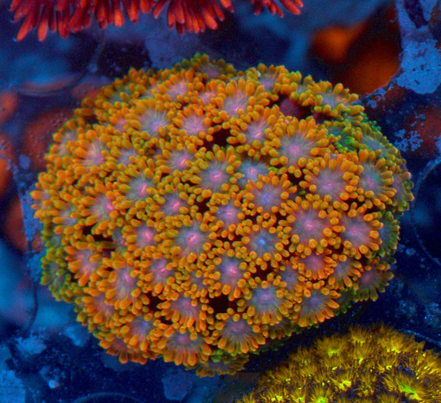 Rainbow Goniopora Coral LPS Reef Aquarium