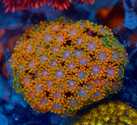 Rainbow Goniopora Coral LPS Reef Aquarium