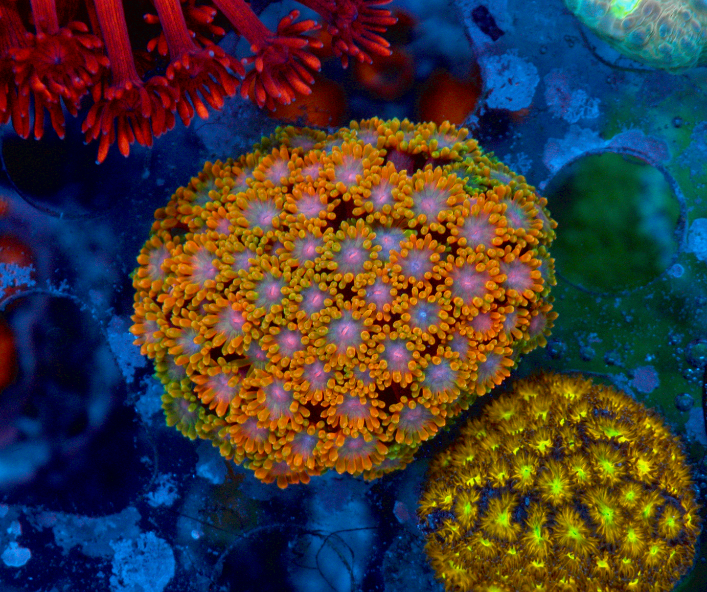 Rainbow Goniopora Coral LPS Reef Aquarium