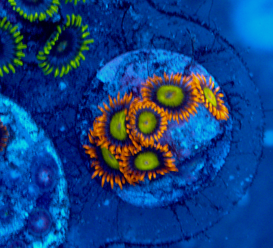 Mandarin Orange Zoanthids Zoas Coral Reef