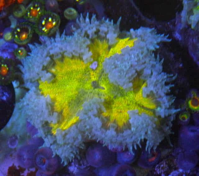 Banana Cream Flower Rock Anemone Build Your Own Pack Coral Reef