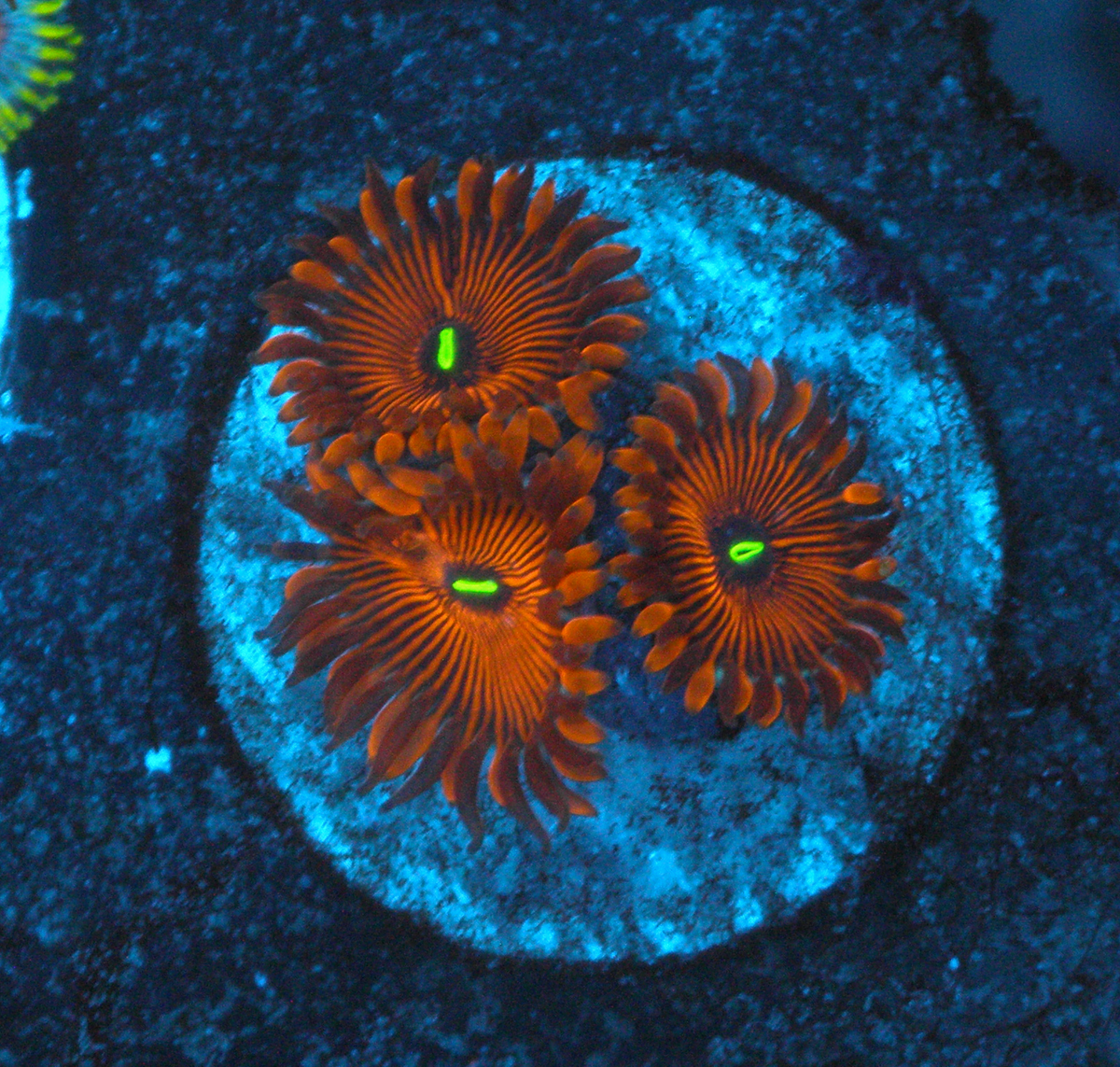 Orange Envy PE Palythoa Zoanthid Coral