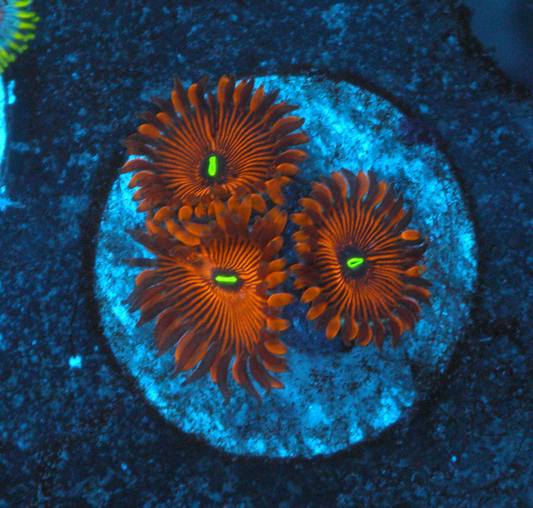 Orange Envy PE Palythoa Zoanthid Coral