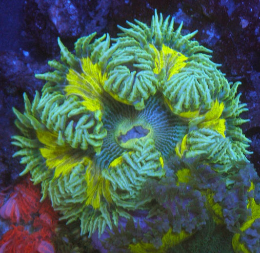 Lemon Lime Pinstripes Flower Rock Anemone Reef Aquarium 2