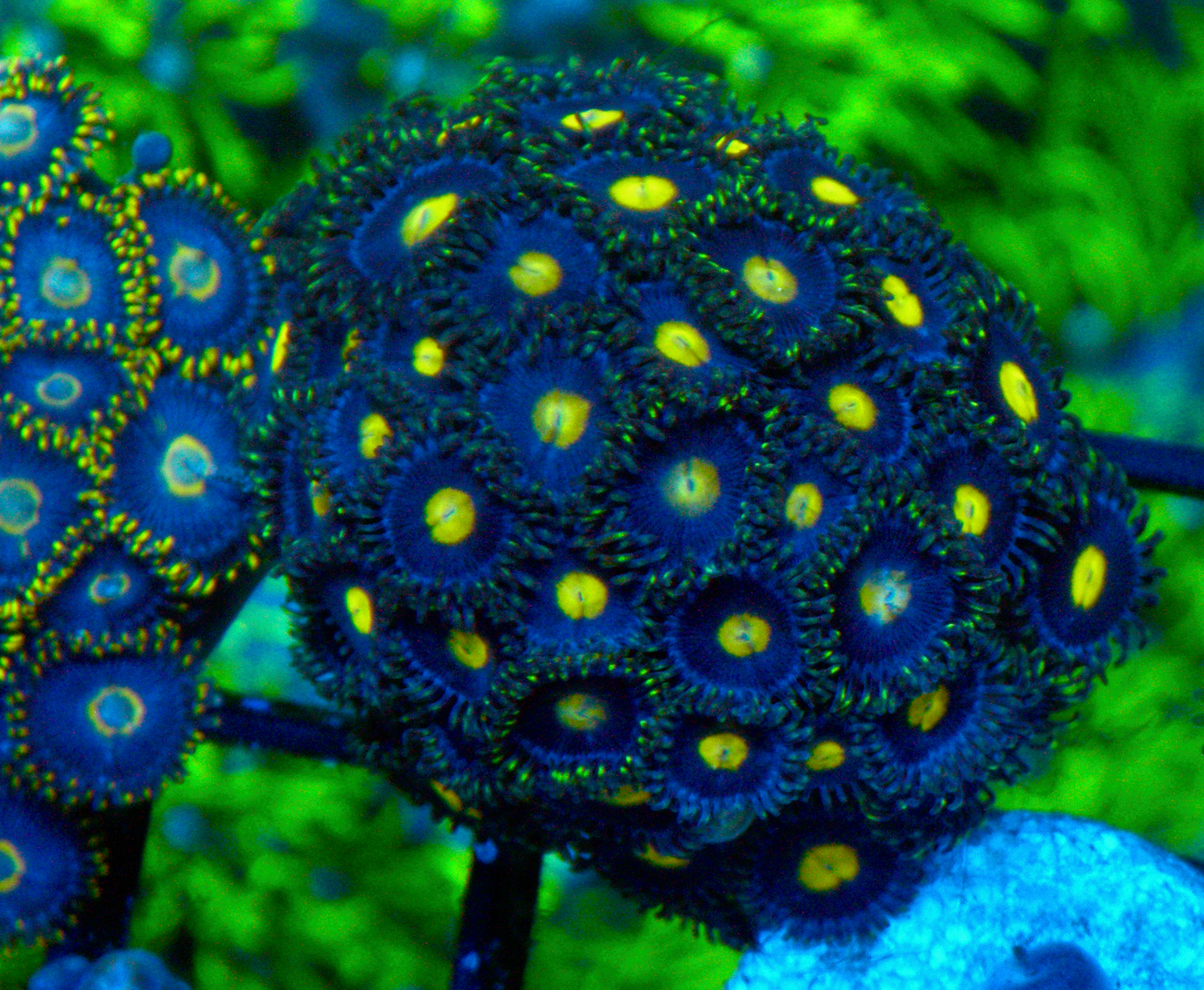 Wolf Moon AOI Zoanthids Coral Reef Aquarium Large