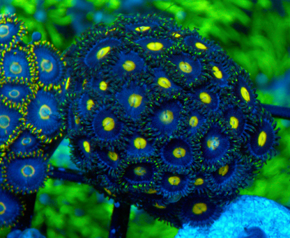 Wolf Moon AOI Zoanthids Coral Reef Aquarium Large