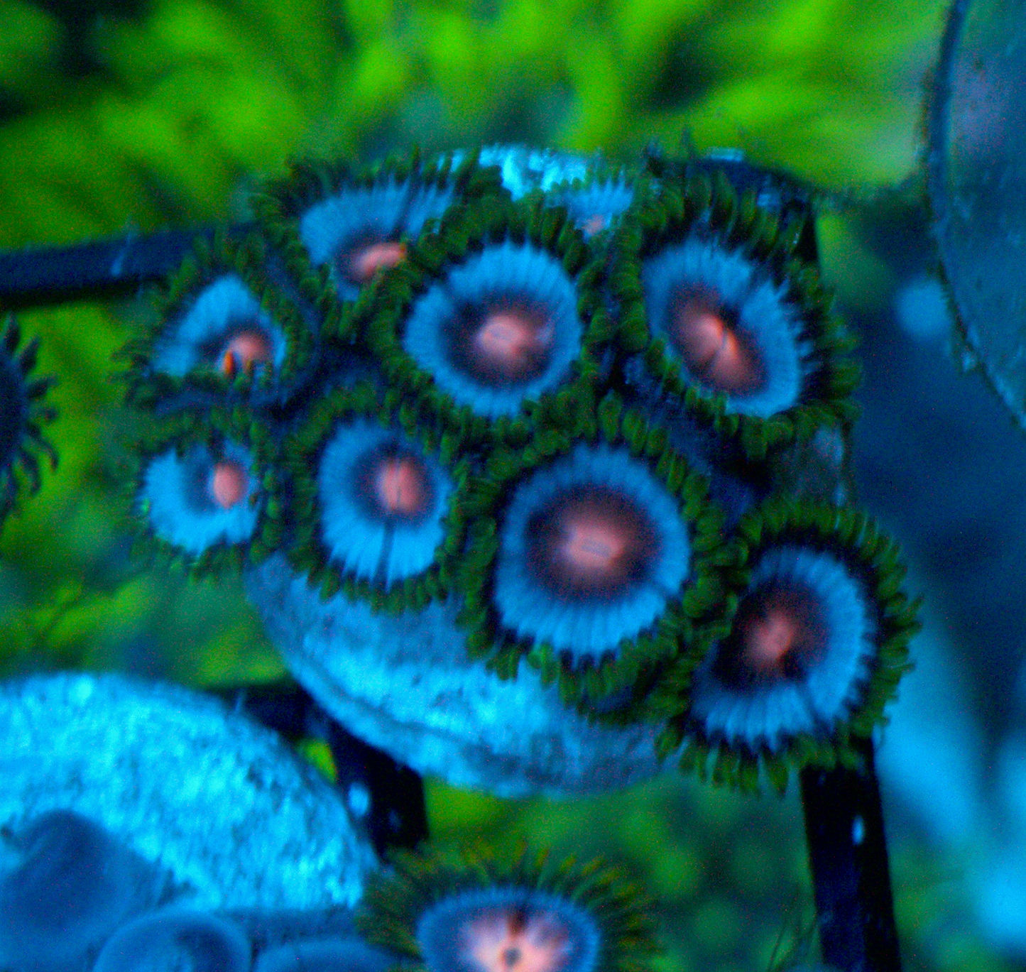 Powder Blue Vice with Pink Mouths Zoanthids