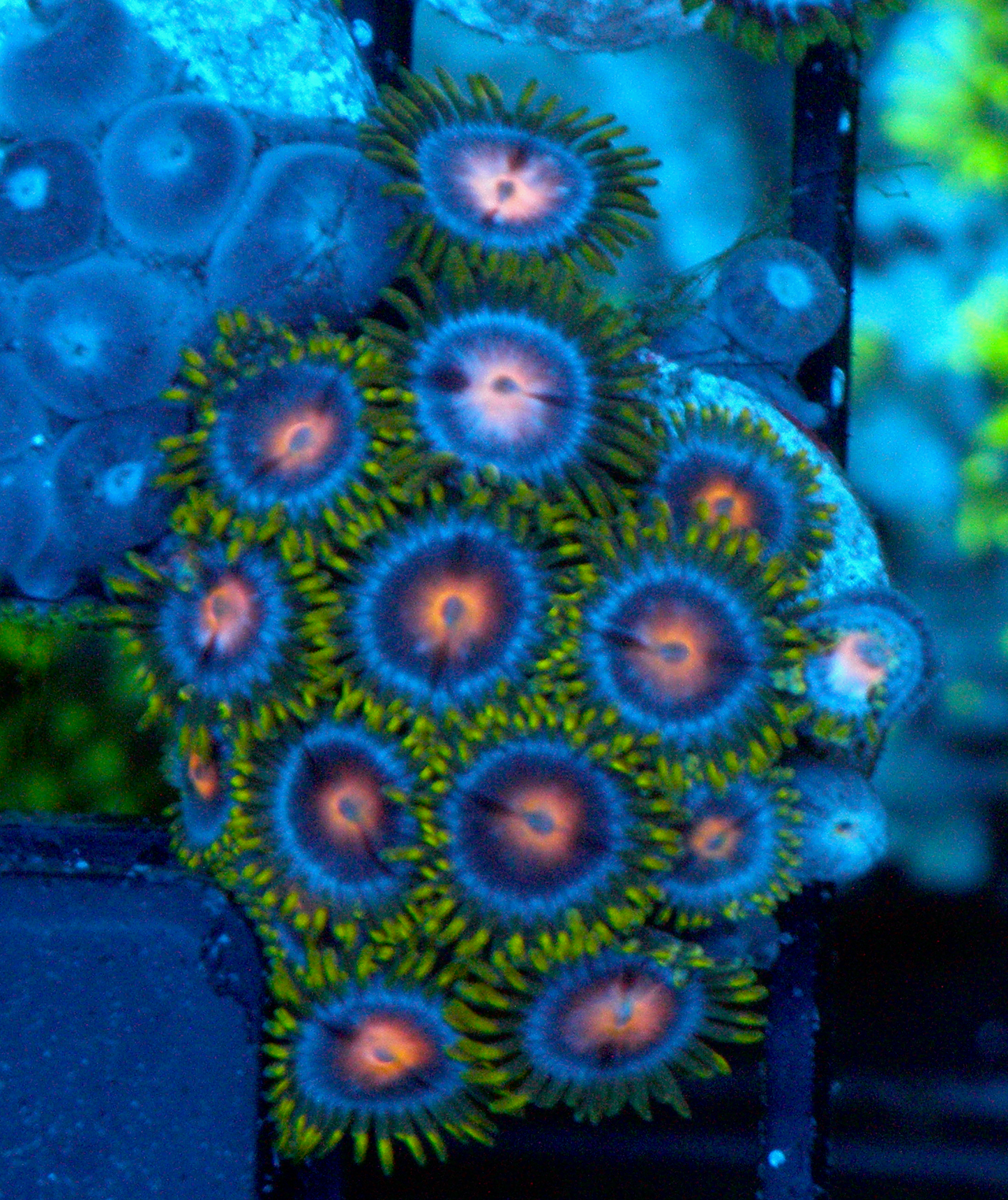 Blowpop Pink Zoanthids Coral Reef Aquarium
