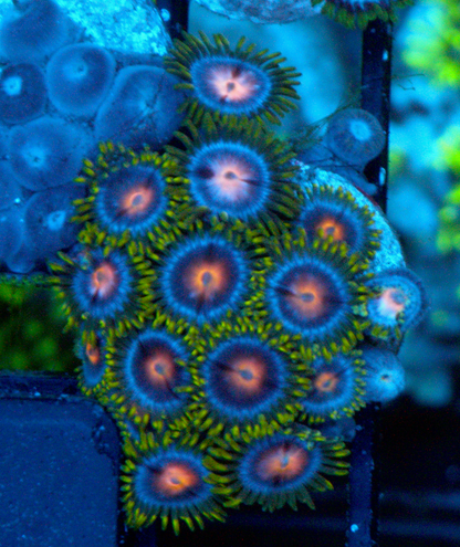Blowpop Pink Zoanthids Coral Reef Aquarium