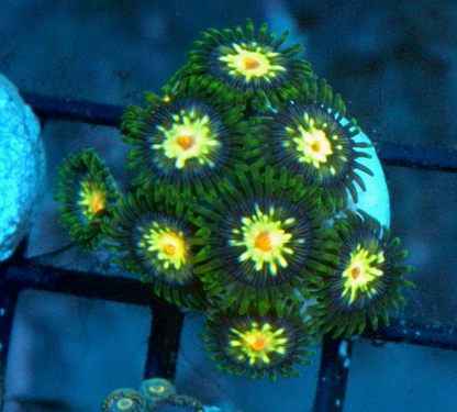 Daisy Cutter Stargazer Zoanthids Zoa Coral Reef Aquarium