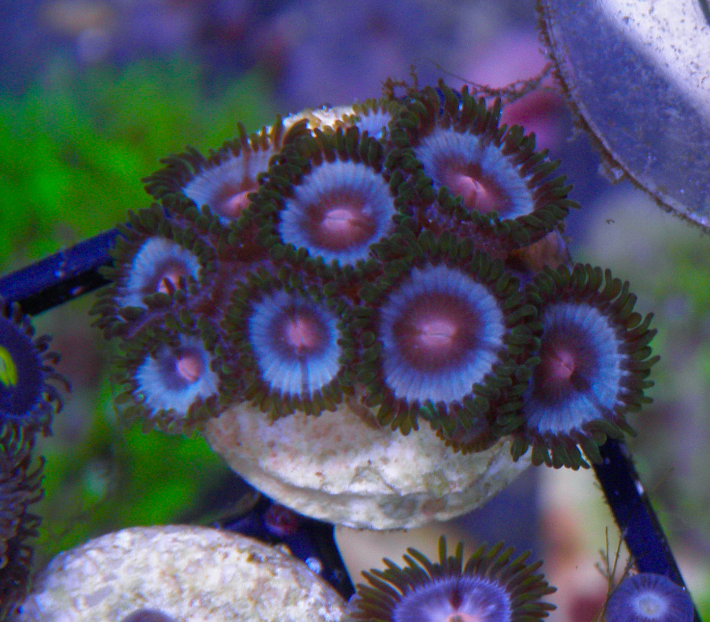Powder Blue Vice with Pink Mouths Zoanthids