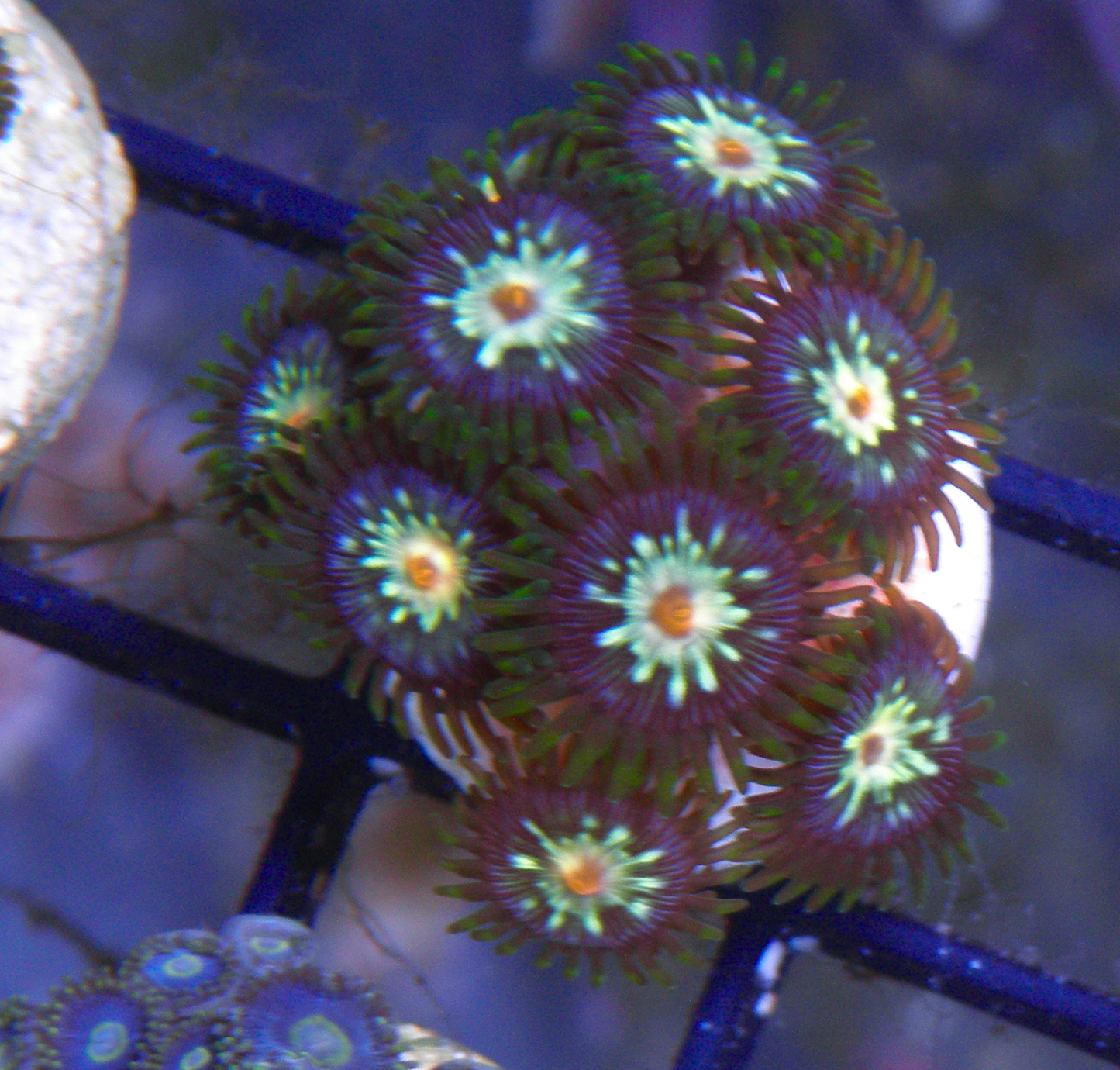 Daisy Cutter Stargazer Zoanthids Zoa Coral Reef Aquarium