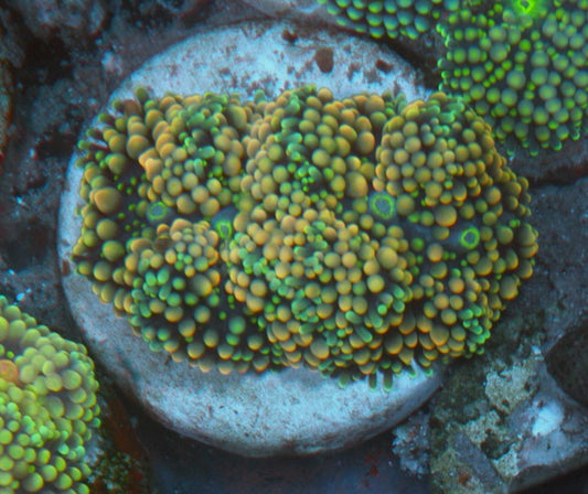 Aqua Rose Ricordea Yuma Coral Reef Aquarium Fish Tank