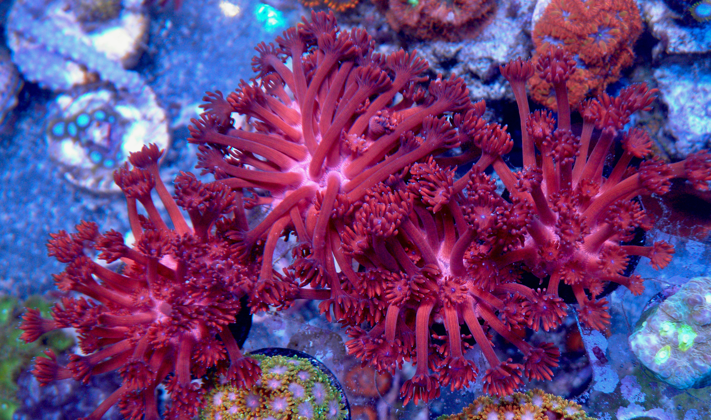 Cherry Blast Red Goniopora Coral Reef Aquarium Large