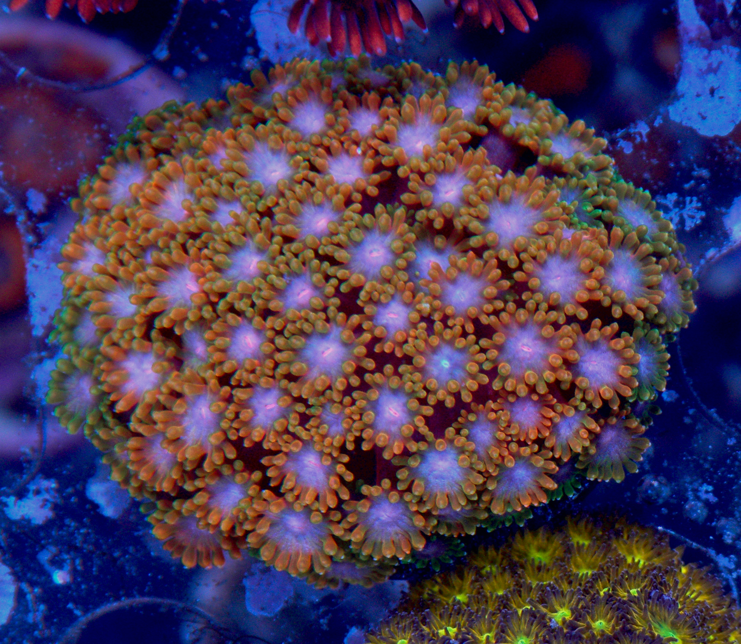 Rainbow Goniopora Coral LPS Reef Aquarium