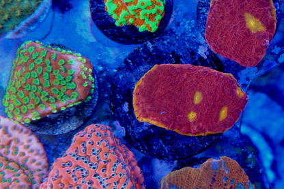 CB Flaming Bugatti Chalice LPS Coral Reef LPS