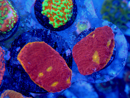 CB Flaming Bugatti Chalice LPS Coral Reef LPS 2