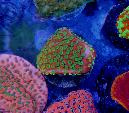 Tyree Sunset Montipora Encrusting SPS Beginner Aquarium
