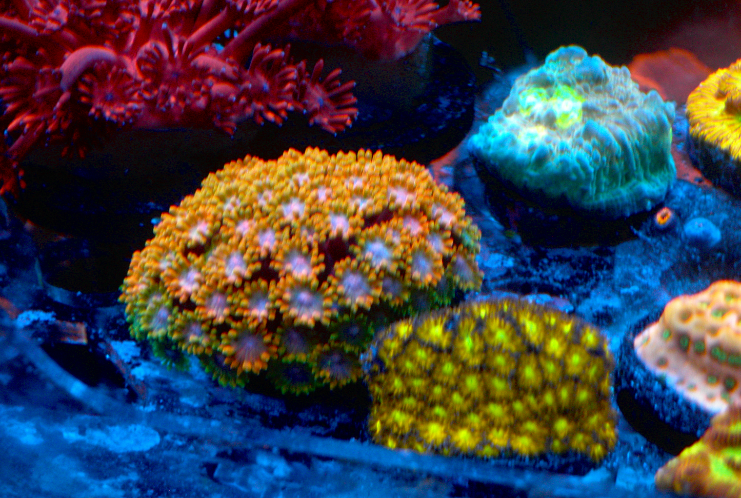 Rainbow Goniopora Coral LPS Reef Aquarium